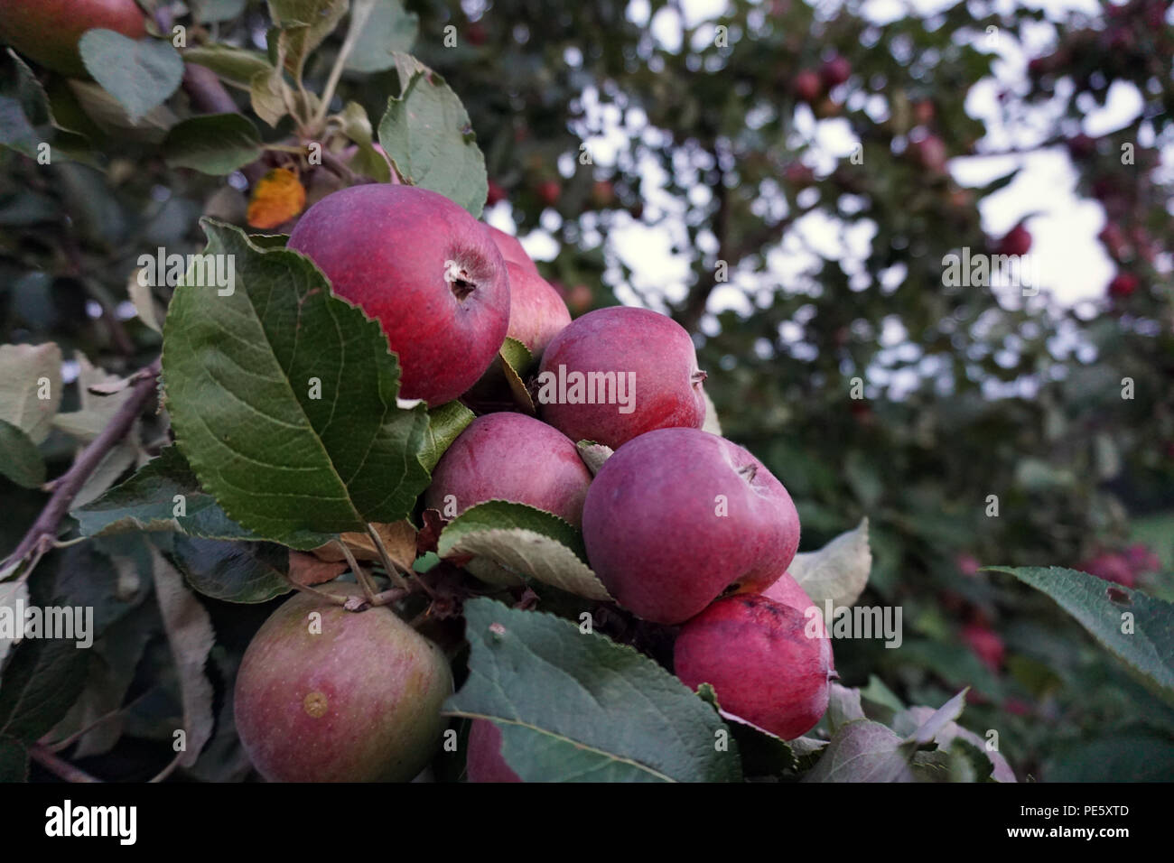 Le mele rosse nella struttura ad albero Foto Stock