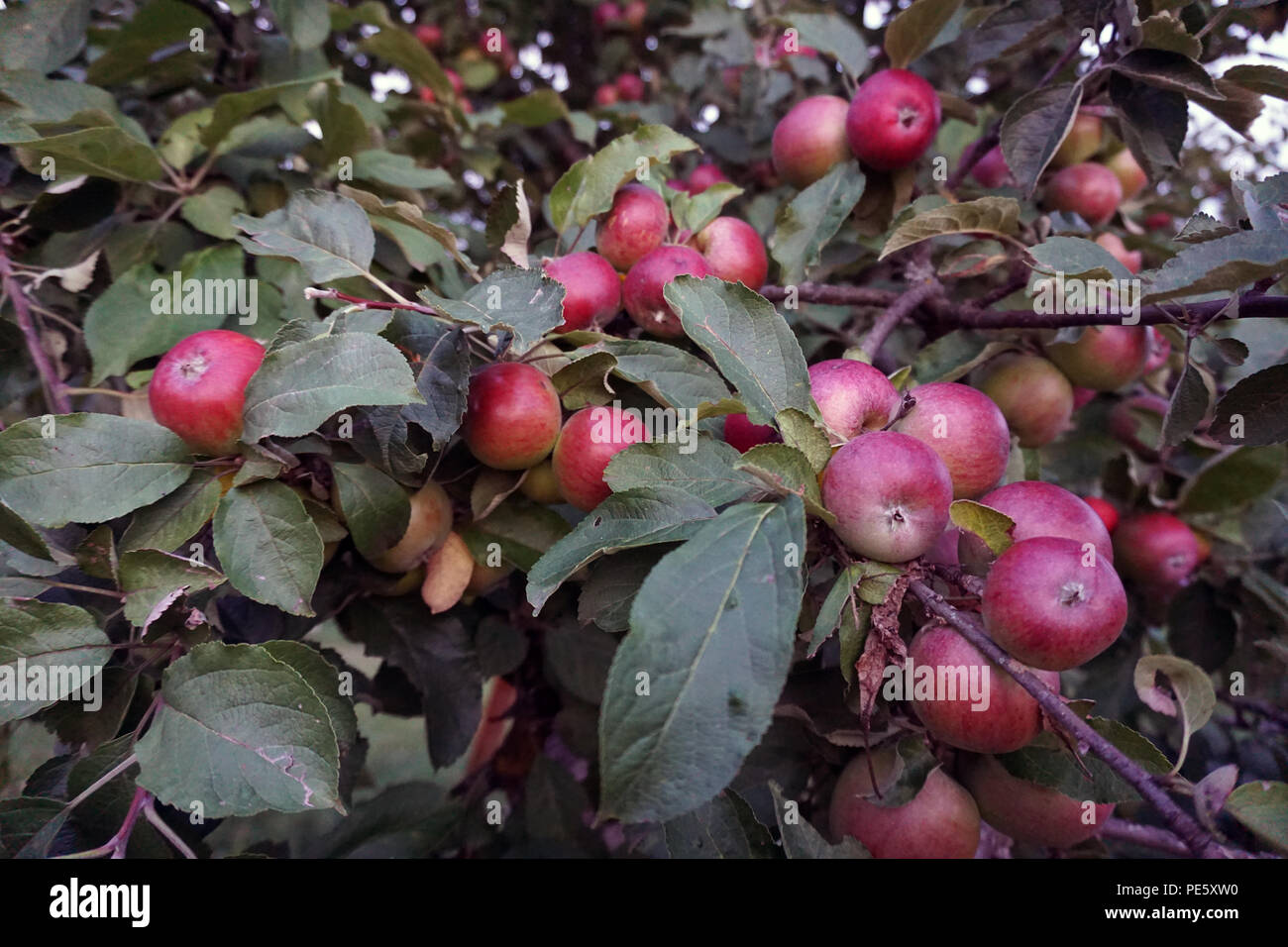 Le mele rosse nella struttura ad albero Foto Stock