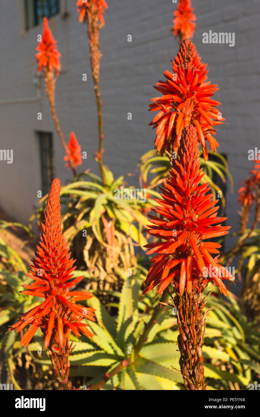 Aloe fiori sulla pianta in piena fioritura durante la stagione invernale di Città del Capo in Sud Africa Foto Stock