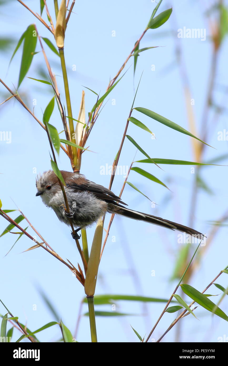 Long-tailed tit, Aegithalos caudatus, in un giardino del Regno Unito. Foto Stock