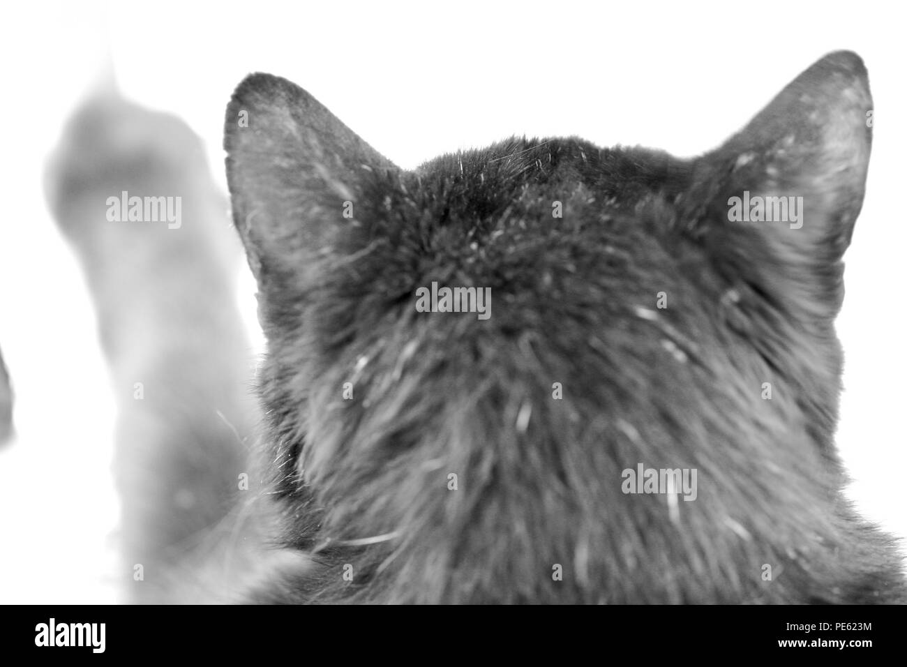 Una chiusura del retro di un gatti " testa con orecchie di puntamento e un piede nella distanza Foto Stock