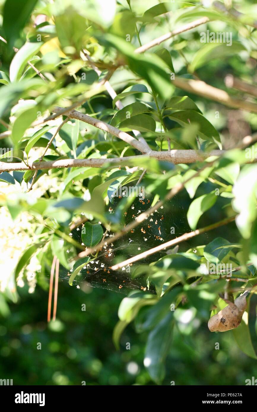 Isolato spider web cattura il cadere morto e vivo boccioli di fiori da un albero Foto Stock