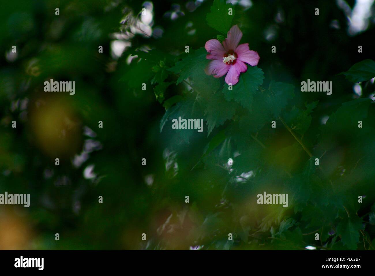 Un unico fiore rosa nella nebbia di foglie verdi su una rosa di macchia Sharon. Foto Stock