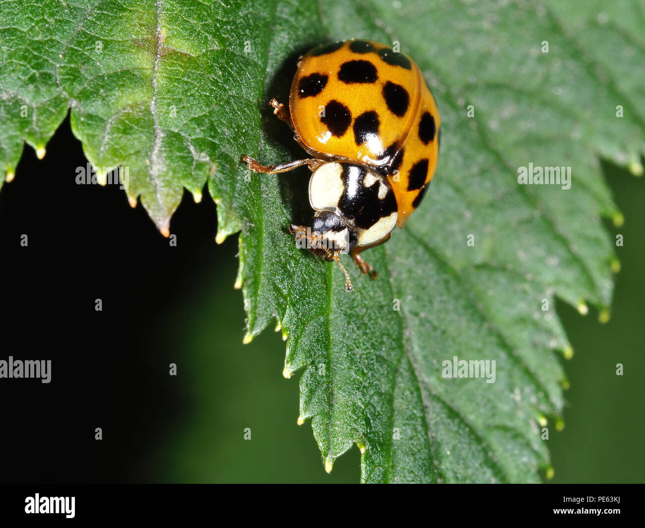 Asian ladybeetle - Harmonia axyridis Foto Stock