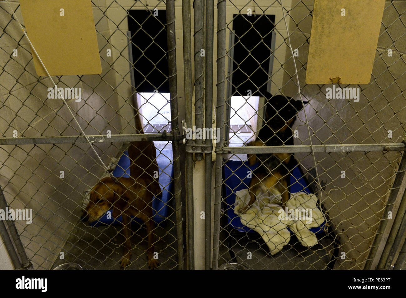A Summerville, Carolina del Sud, volontari assistono nella pulizia della Frances Wilkes SPCA a seguito di inondazioni storiche causate da precipitazioni record durante l'uragano Joaquin. L'inondazione ha causato danni alle proprietà, infiltrazioni d'acqua nei rifugi per animali e ha richiesto la rimozione dei detriti per garantire la sicurezza di animali domestici, principalmente cani e gatti. Le operazioni di recupero includevano la bonifica delle aree danneggiate dalle inondazioni, la sanificazione degli spazi colpiti e il ripristino degli alloggi per animali per sostenere le operazioni di assistenza e di ricovero in corso. La risposta alle emergenze e il coordinamento dei volontari sono stati fondamentali per lo sforzo di soccorso. Foto Stock