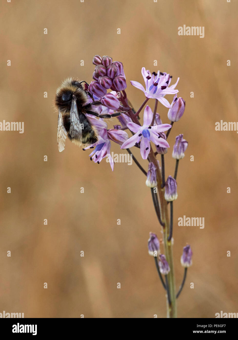 East Molesey, Surrey, Regno Unito. Il 13 agosto 2018. Autunno Squill fioritura è ancora una volta alla sua unica posizione nota in Surrey - Hurst Park, East Molesey. Questo piccolo fiore raro è stato qui registrato nel 1818, prima dell'apertura dell'ippodromo, ma è stato assente in quanto il mid-1900s. È stato riscoperto qui di nuovo nel 2015 che cresce su un indefinito area di prato accanto a un parco auto. Credito: Cefa Picture Library/Alamy Live News Foto Stock