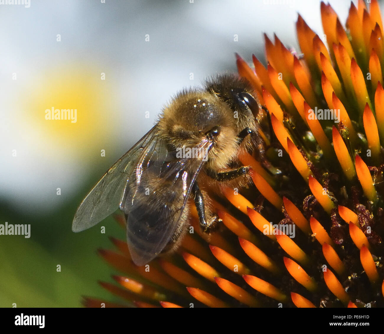 Un miele delle api (Apis mellifera) Foraggi per il nettare e polline su un prodotto a base di echinacea o coneflower (Echinacea porpora). Bedgebury Forest, Hawkhurst, Kent, Regno Unito. Foto Stock