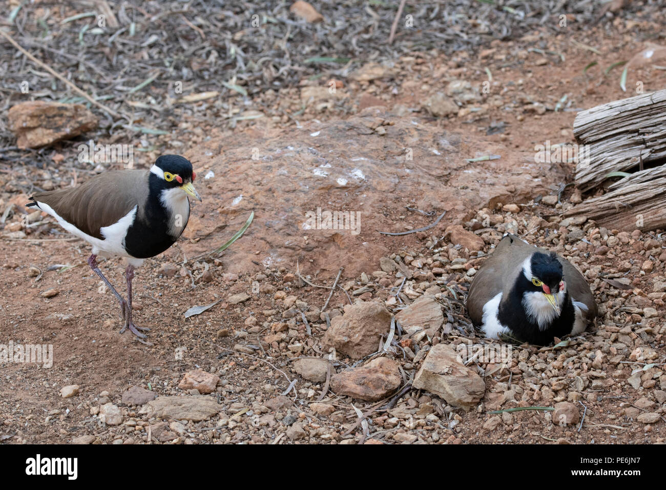 Australia, Territorio del Nord, Alice Springs. Il Nesting pavoncella nastrati (Vanellus tricolore) Foto Stock