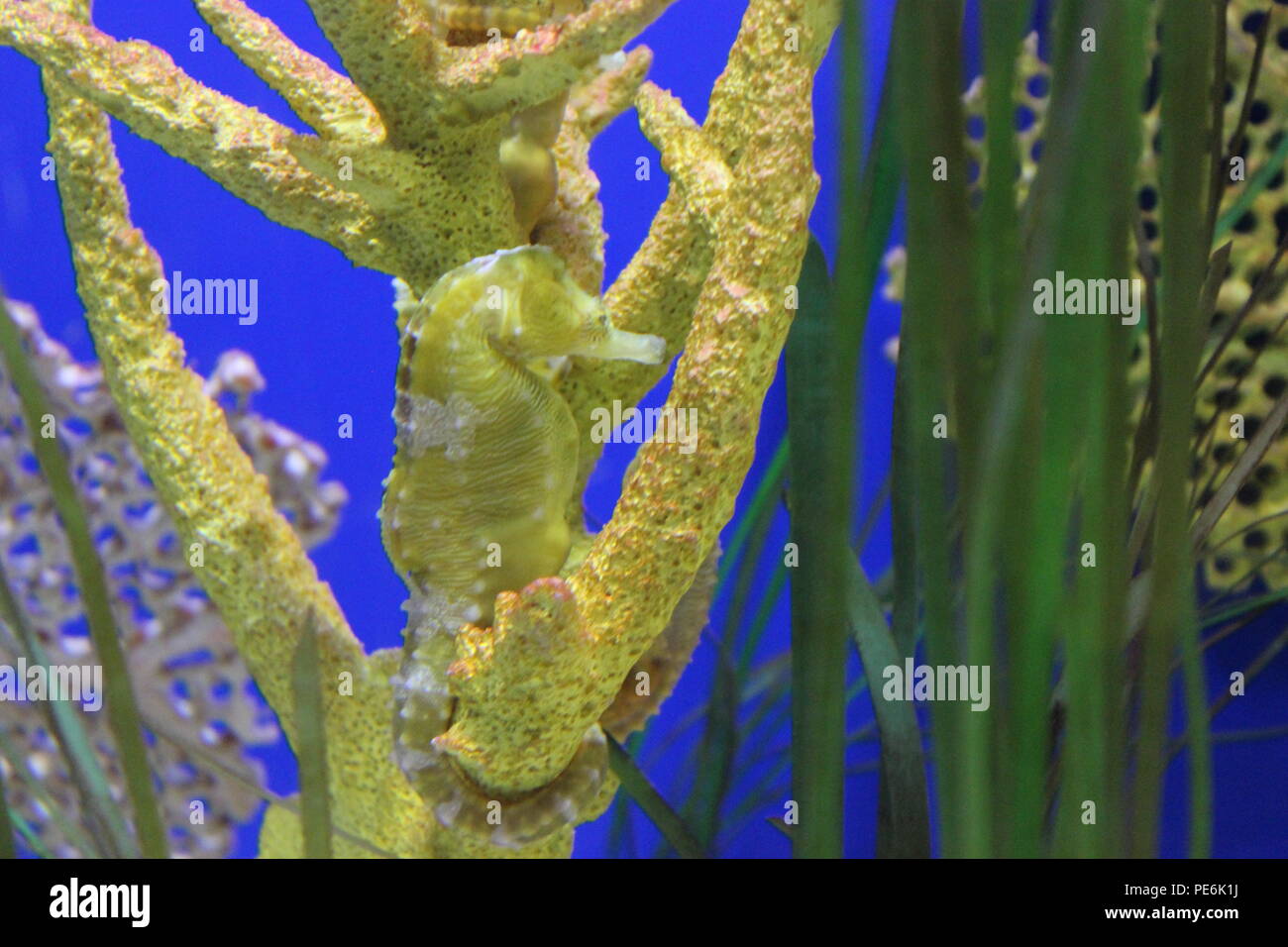 Giallo cavalluccio marino, il Florida Aquarium, Tampa, FL, Stati Uniti d'America Foto Stock