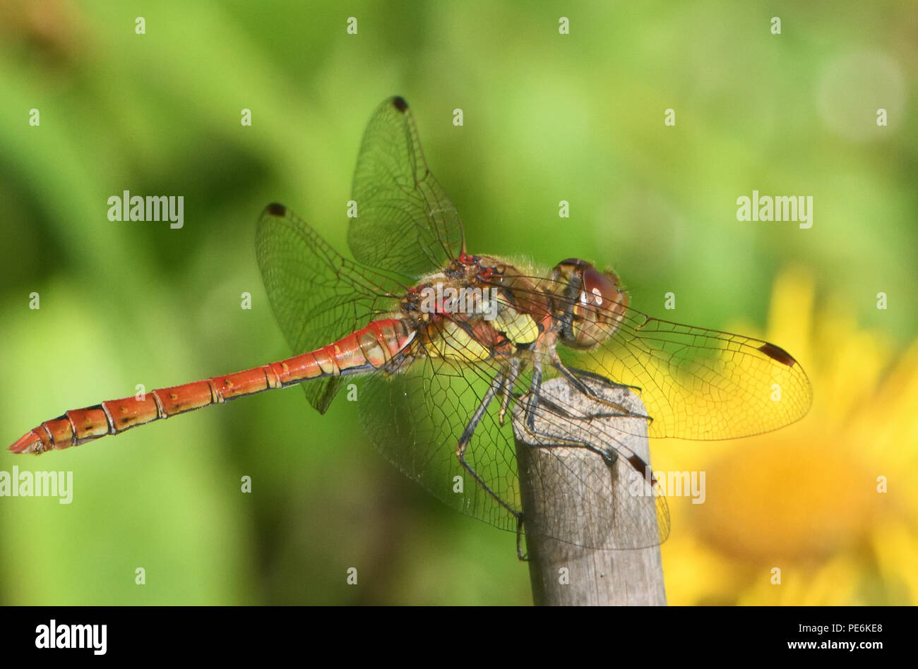 Un comune maschio Darter dragonfly (Sympetrum striolatum) posatoi su un bastone misurazione dei suoi dintorni in un giardino. Bedgebury Forest, Kent, Regno Unito Foto Stock