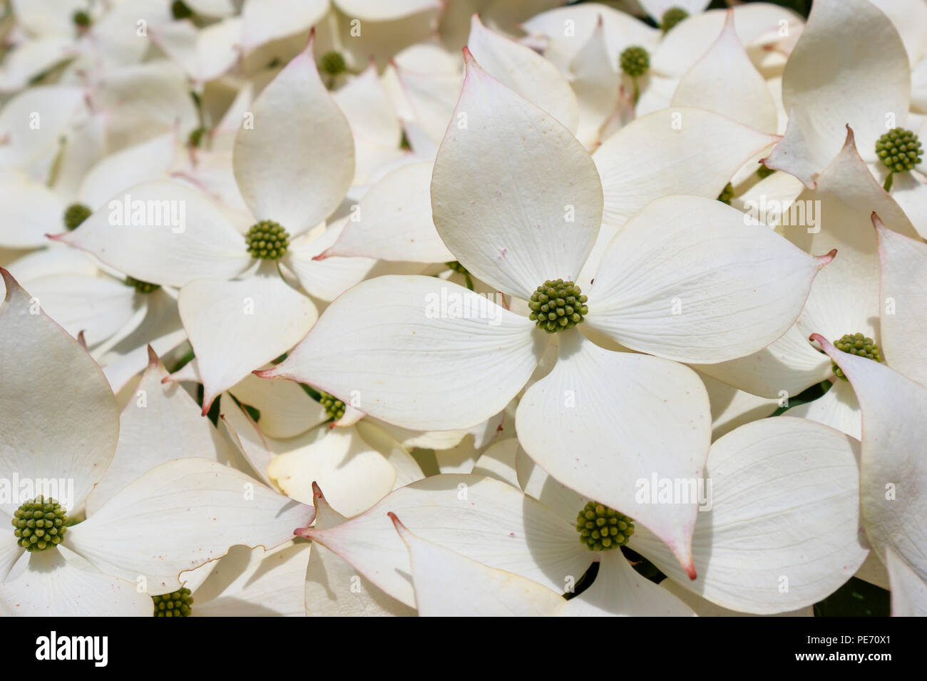 Giapponese sanguinello (Cornus kousa) - close-up di fiori. Habitat Centro di Istruzione e Wildlife Sanctuary, Massa Audubon, Belmont, MA, Stati Uniti d'America Foto Stock