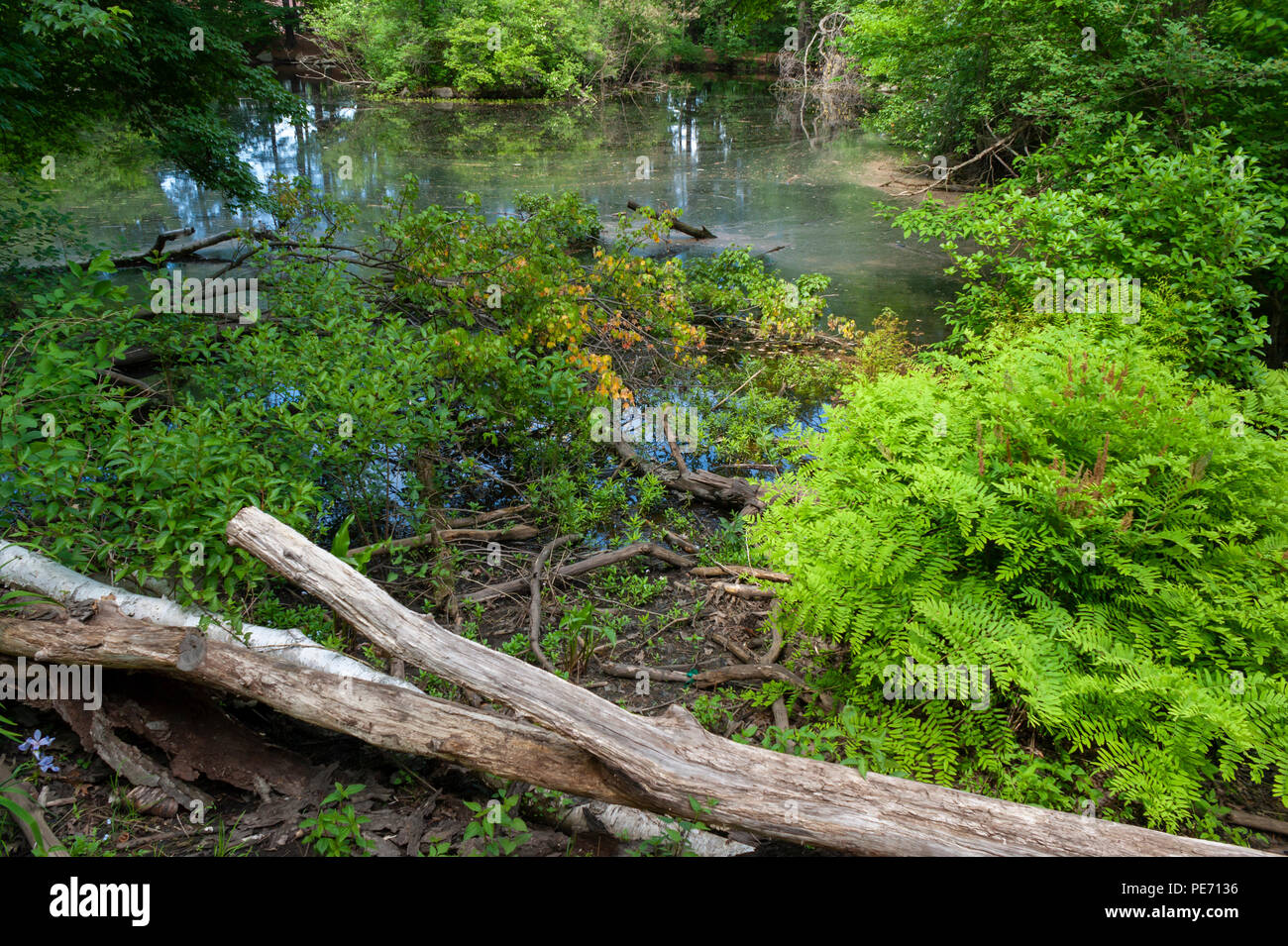 Un ecosistema delle paludi di paesaggio, con una miscela di alberi, arbusti, felci e altre piante che crescono intorno a un laghetto. Lo stagno delle tartarughe, Belmont, MA Foto Stock