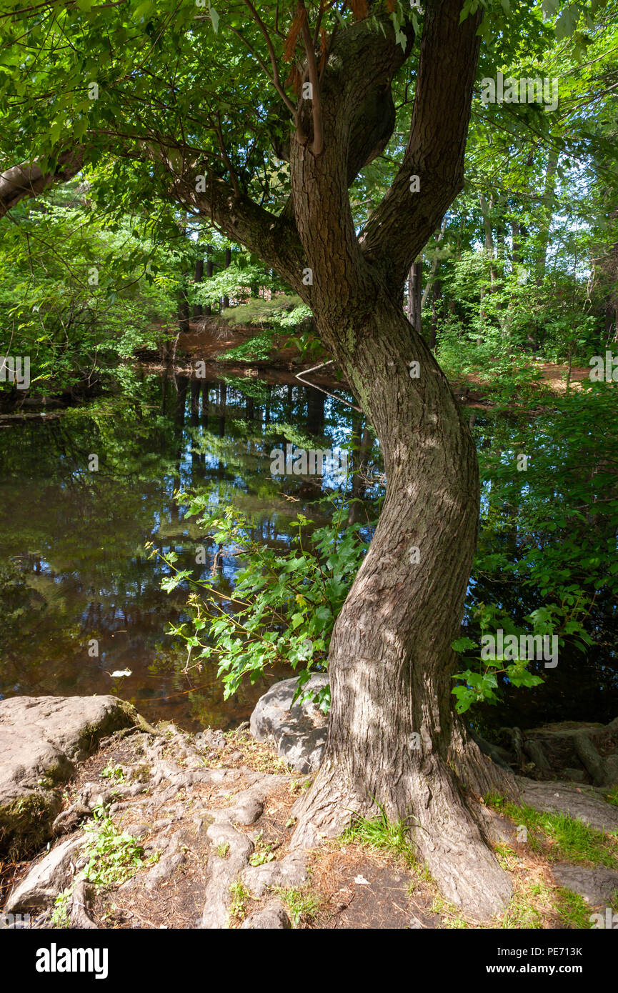 La storta il tronco di un albero di acero in corrispondenza del bordo della tartaruga stagno, a massa Audubon's Habitat Wildlife Sanctuary, Belmont, MA, Stati Uniti d'America Foto Stock