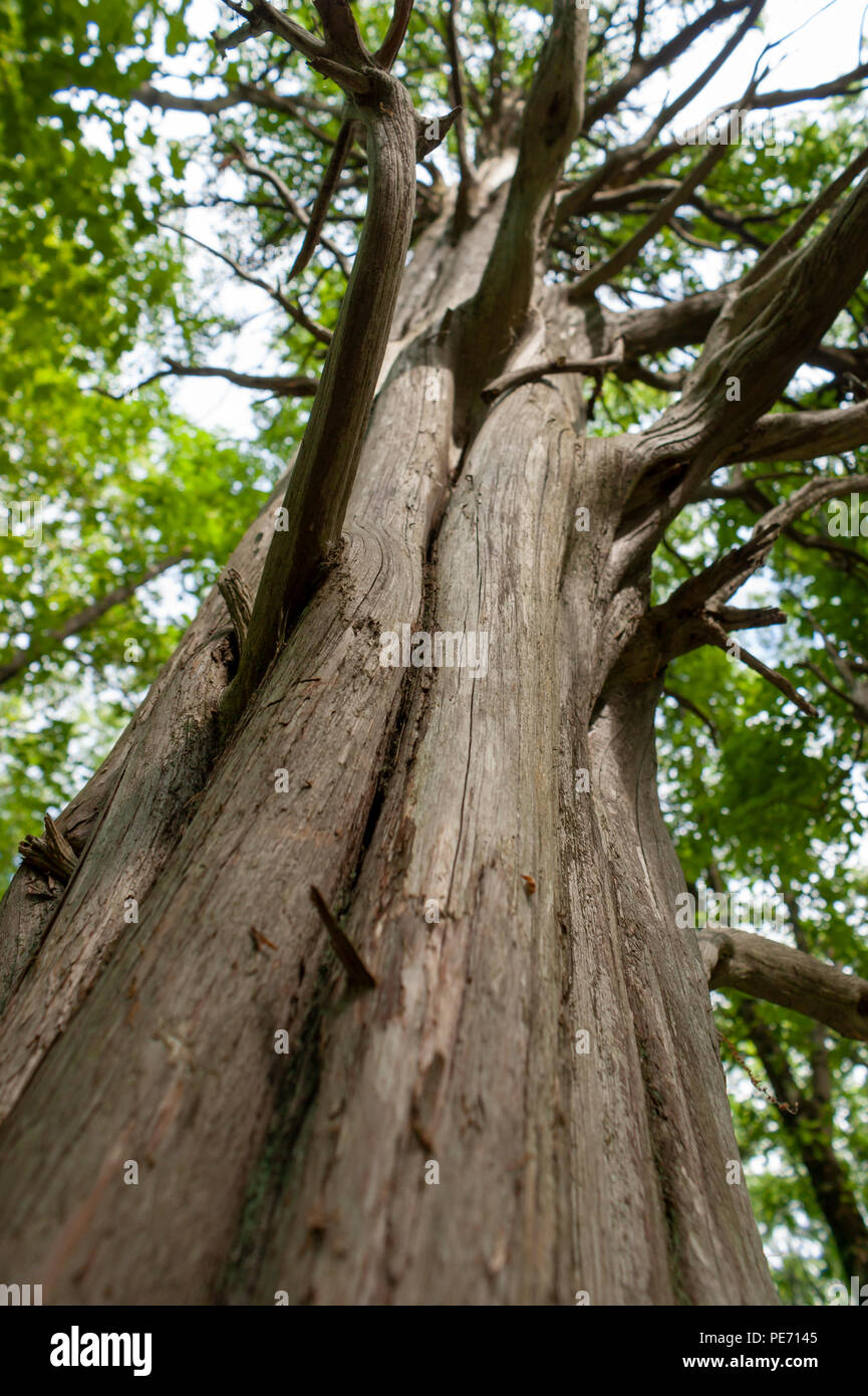 Il tronco colonnare di essiccato albero di sequoia, con rami ritorti che si estende fuori. Habitat Centro di Istruzione e Wildlife Sanctuary, Belmont, MA, Stati Uniti d'America Foto Stock