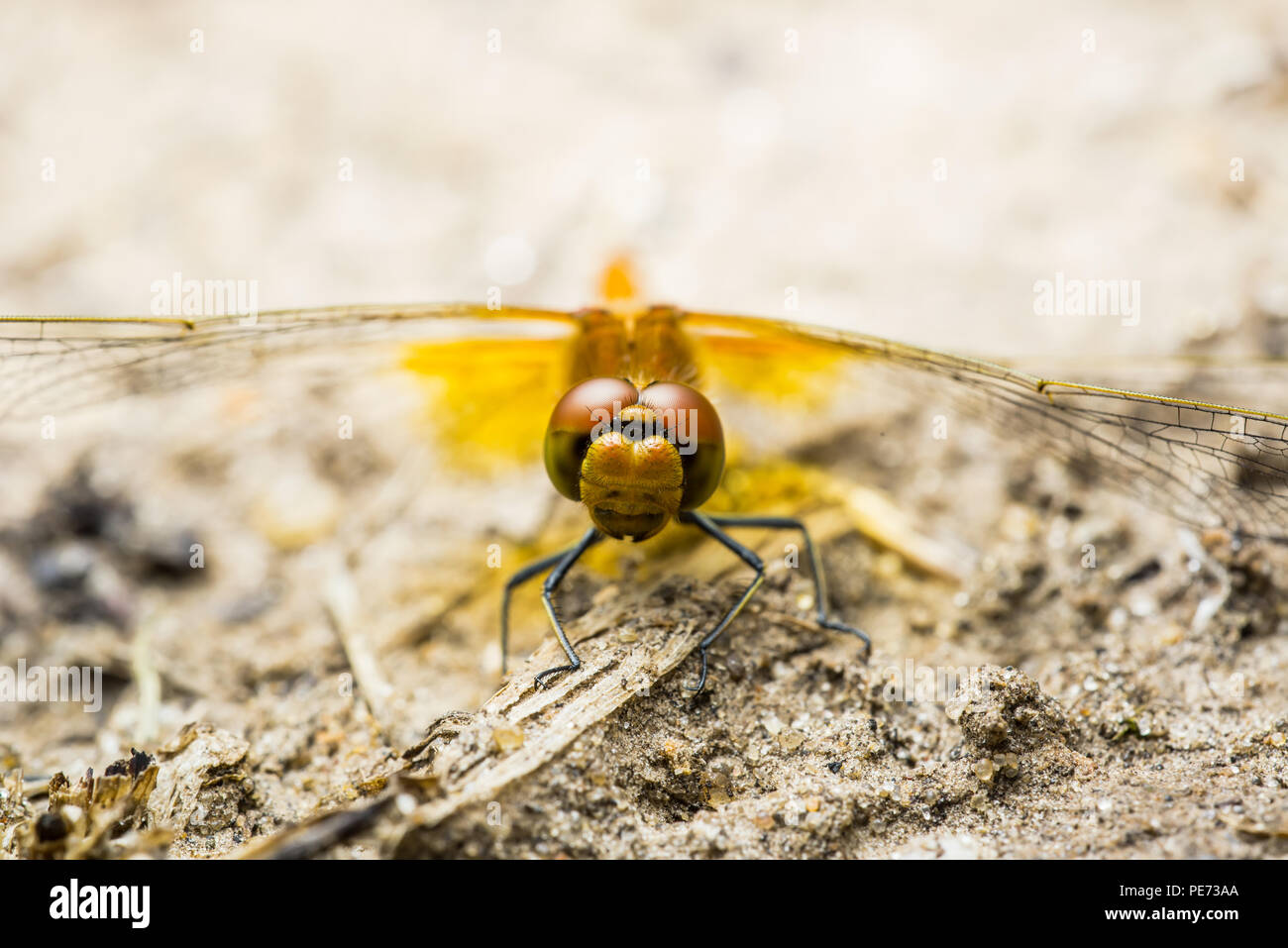 Libellula insetto seduta sul terreno ritratto Macro Foto Stock