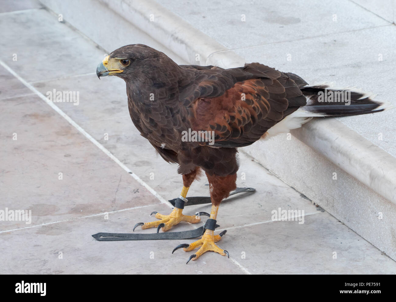 Pisticci (Italia) - La festa medievale Enotria Felix nella città bianca in provincia di Matera. Qui lo spettacolo di falconeria con eagle, il gufo comune e falchi Foto Stock