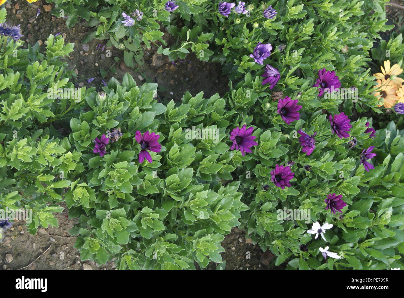 Fleurs de France Foto Stock