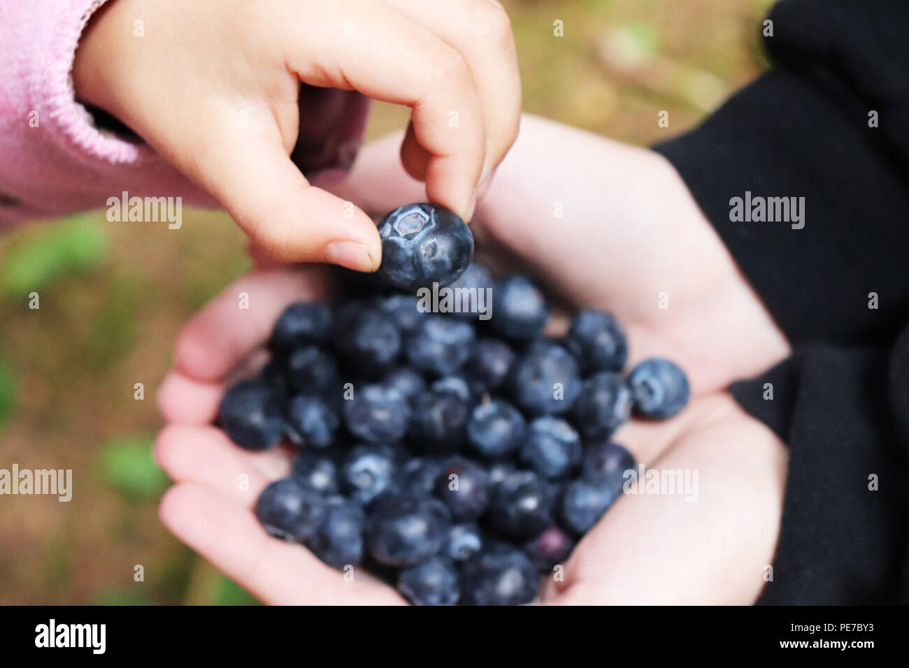 Due holding e godendo di mirtilli Foto Stock