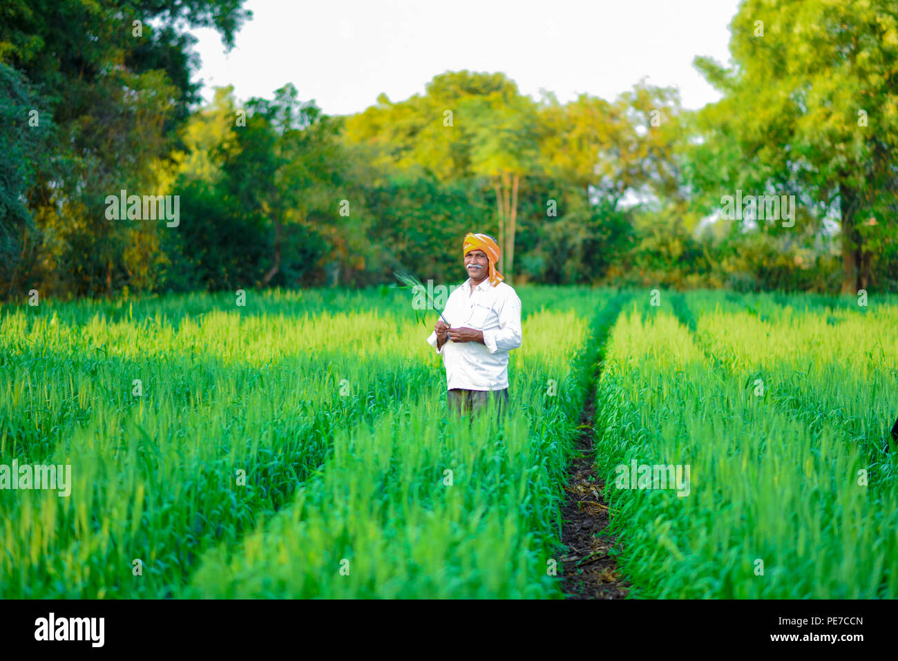 Indian l'agricoltore che detiene di pianta di raccolto nel suo campo di grano Foto Stock