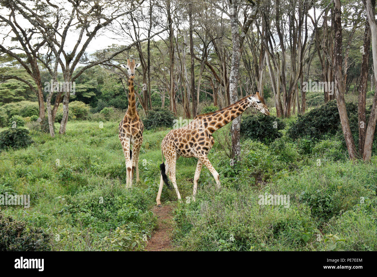 Rothschild giraffe nella foresta al Centro Afew delle Giraffe, Nairobi, Kenia Foto Stock