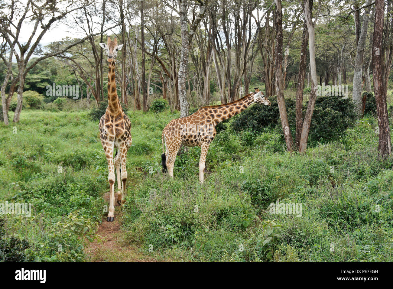 Rothschild giraffe nella foresta al Centro Afew delle Giraffe, Nairobi, Kenia Foto Stock