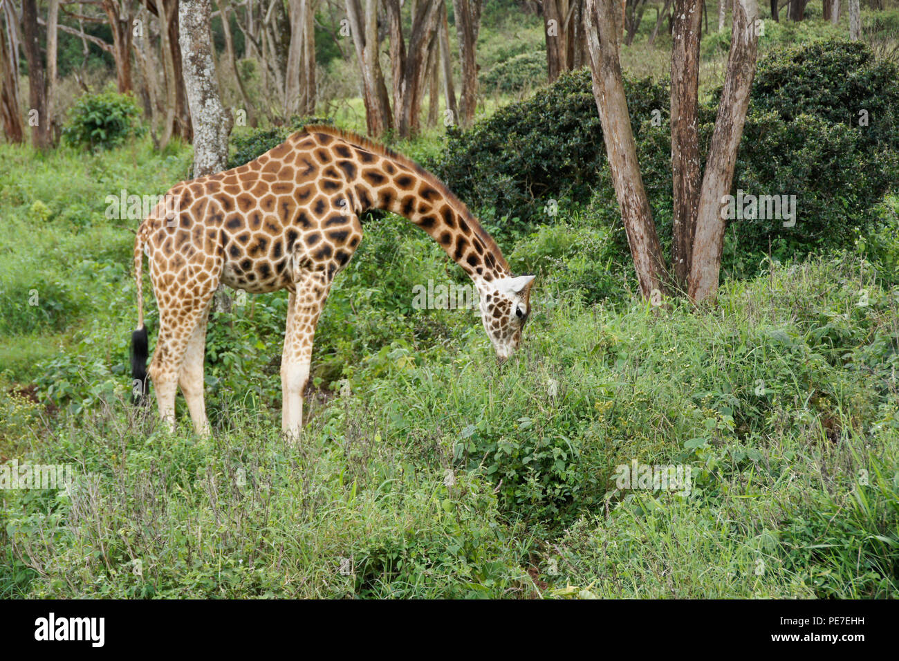 Giraffa Rothschild navigando nella foresta al Centro Afew delle Giraffe, Nairobi, Kenia Foto Stock