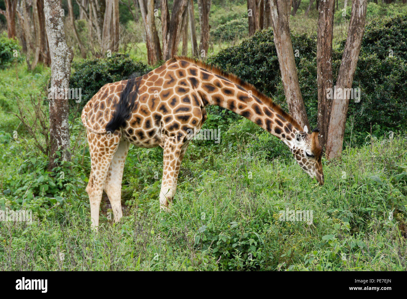 Giraffa Rothschild navigando nella foresta al Centro Afew delle Giraffe, Nairobi, Kenia Foto Stock