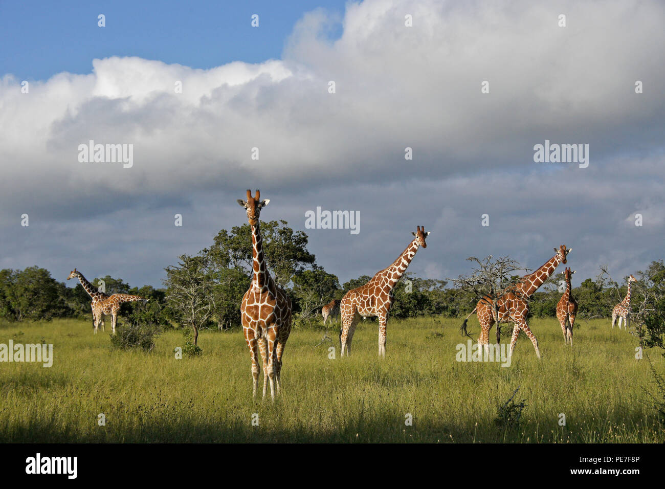 Un viaggio (gruppo) del traliccio, giraffe, Ol Pejeta Conservancy, Kenya Foto Stock