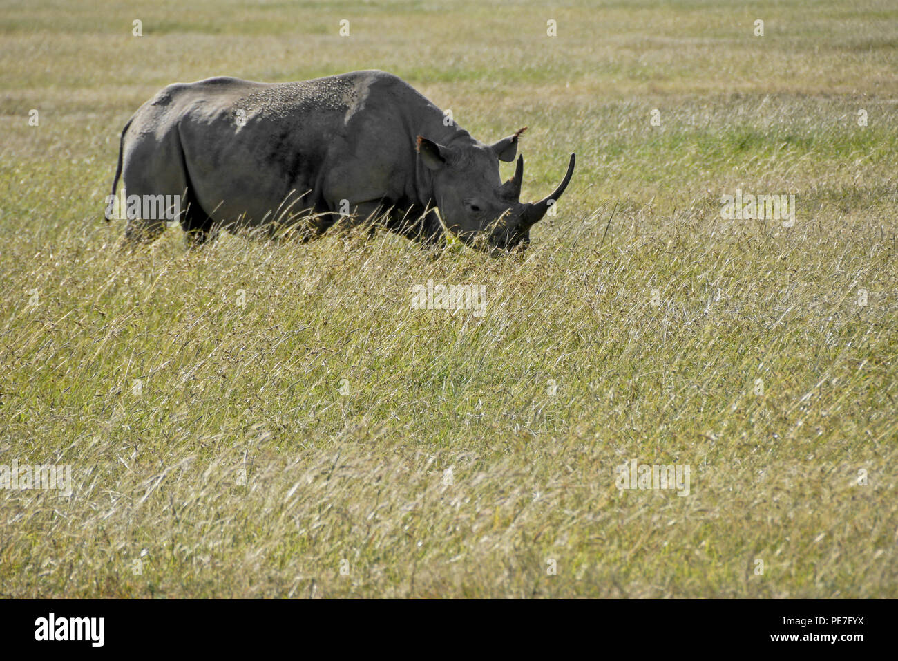 Rinoceronte nero in erba lunga, Ol Pejeta Conservancy, Kenya Foto Stock Rinoceronte nero in erba lunga, Ol Pejeta Conservancy, Kenya Foto Stock