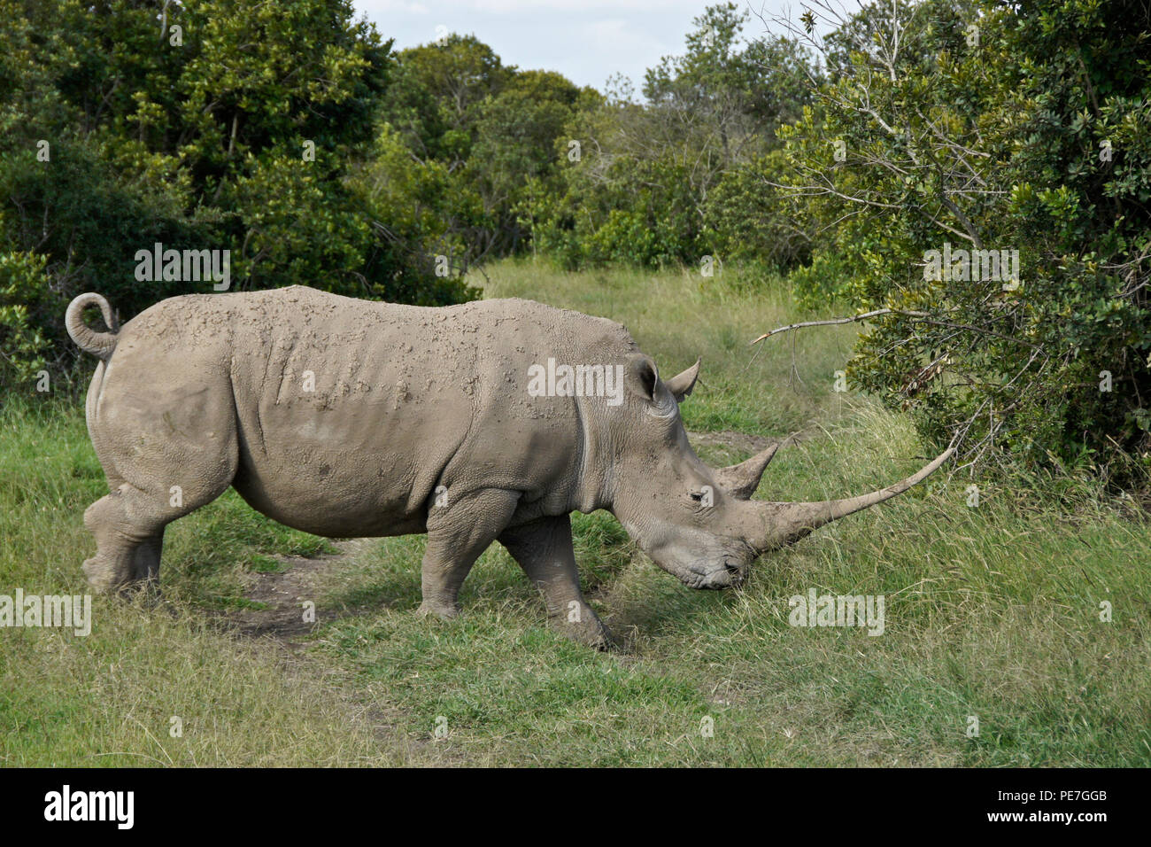 White Rhino con coda arricciata e molto lungo il clacson a piedi nel bush, Ol Pejeta Conservancy, Kenya Foto Stock