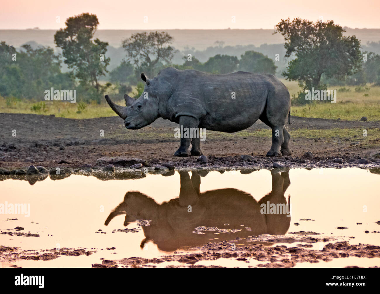 Rinoceronte bianco riflette in waterhole presso sunrise, Ol Pejeta Conservancy, Kenya Foto Stock