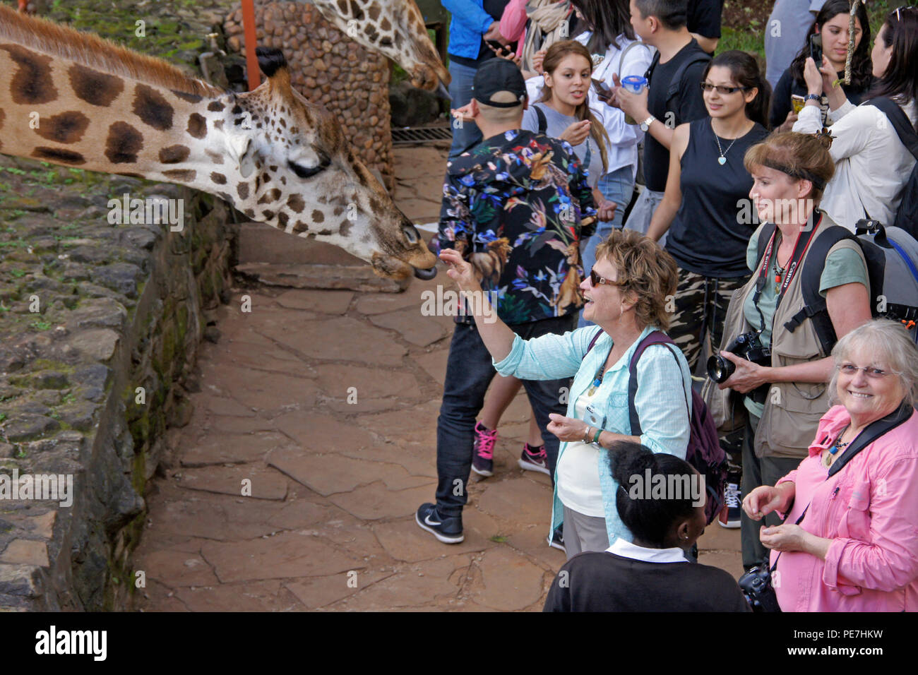 I visitatori in via di estinzione di alimentazione Rothschild giraffe al Centro Afew delle Giraffe, Nairobi, Kenia Foto Stock