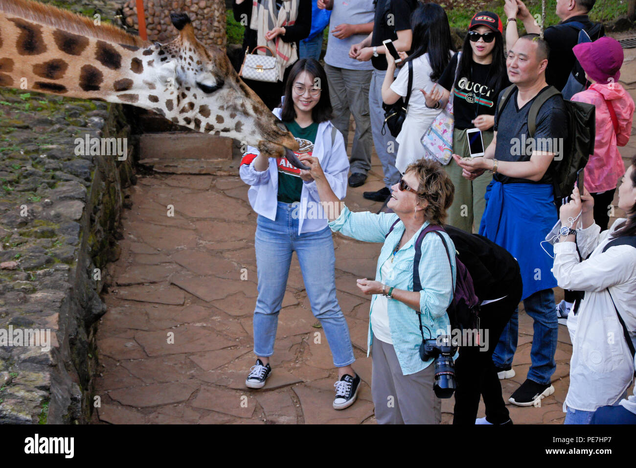 I visitatori in via di estinzione di alimentazione giraffa Rothschild al Centro Afew delle Giraffe, Nairobi, Kenia Foto Stock