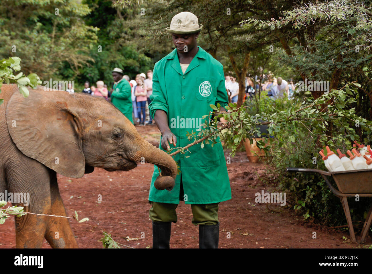 Custode dando filiale per orfani baby elephant, Sheldrick Wildlife Trust, Nairobi, Kenia Foto Stock