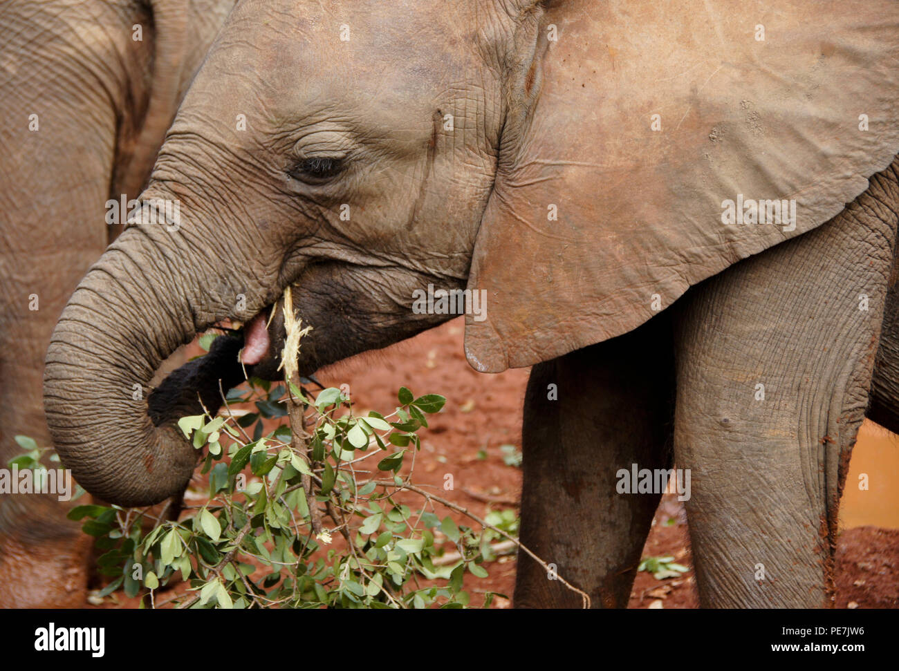 Orfani di vitello elefante mangiare un ramo di albero, Sheldrick Wildlife Trust, Nairobi, Kenia Foto Stock