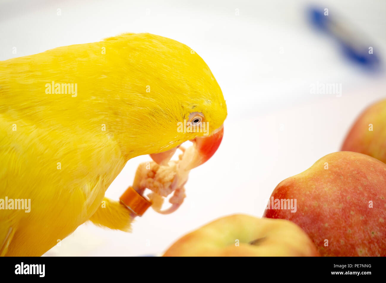 Conure giallo avente un pasto Foto Stock