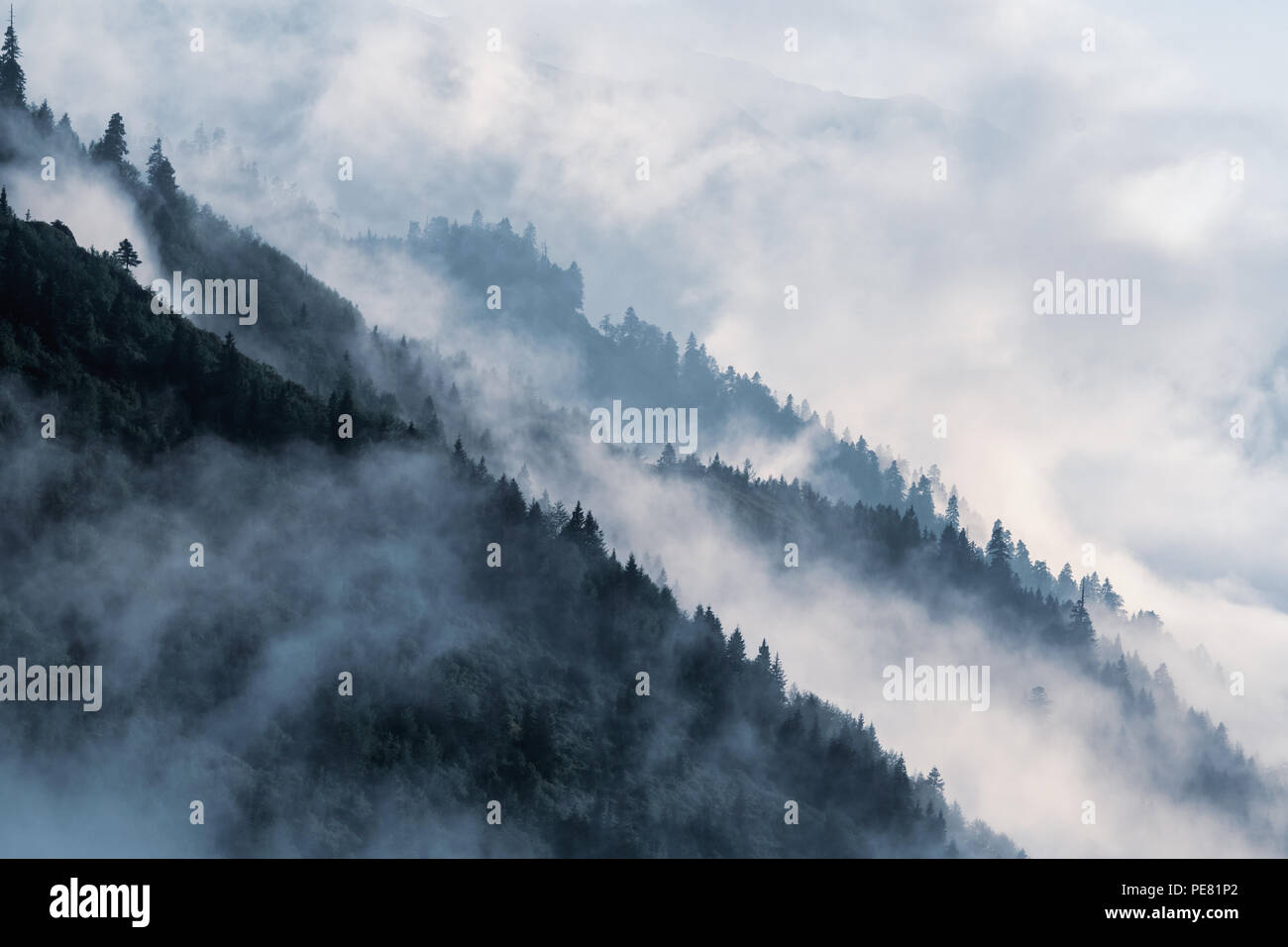 Boscoso pendio di montagna nella bassa valle giacente nebbia con sagome di evergreen conifere avvolta nella nebbia. Scenic nuvoloso paesaggio di montagne Kackar Foto Stock