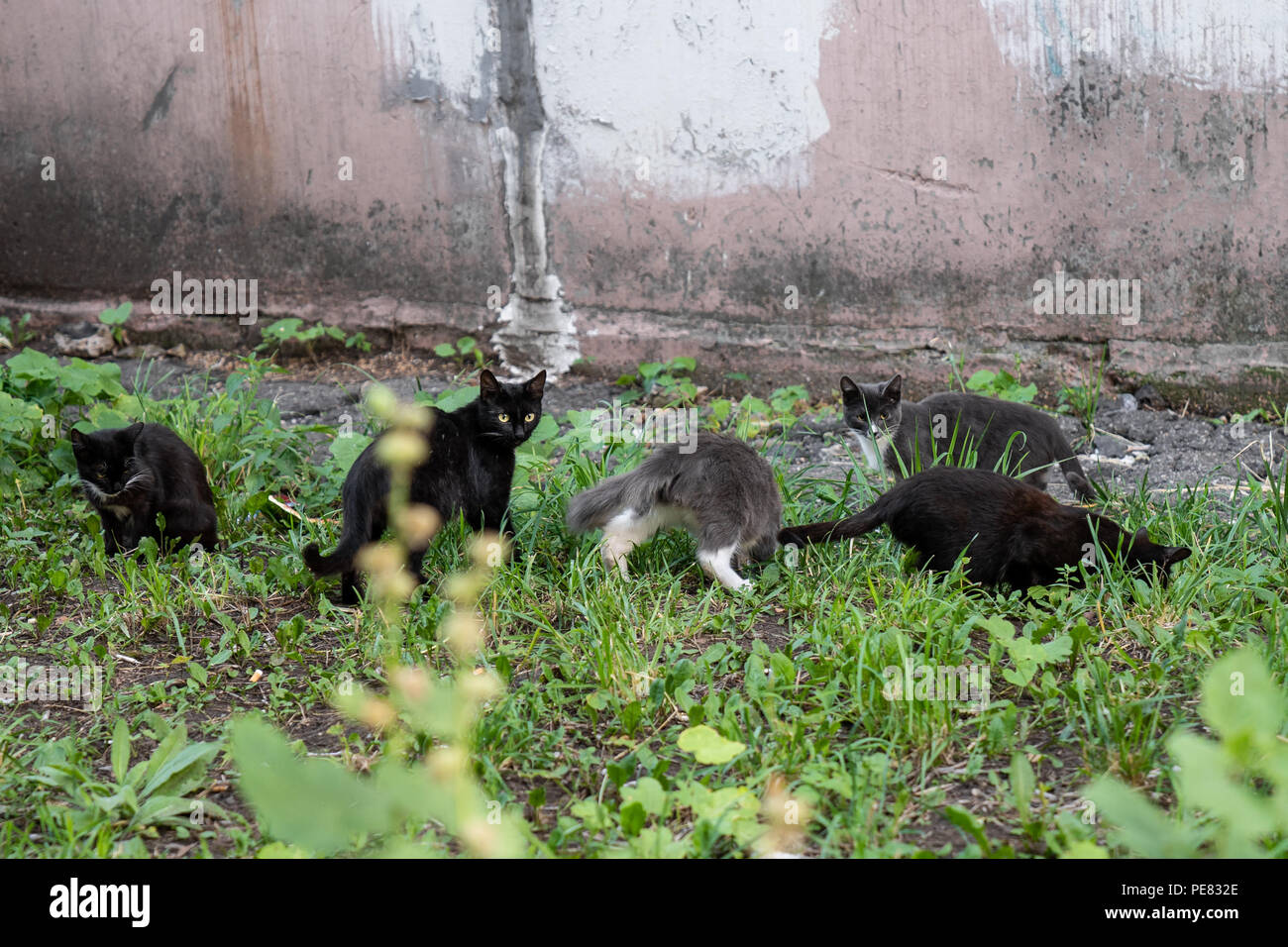 Gruppo di street gattini seduti in erba Foto Stock