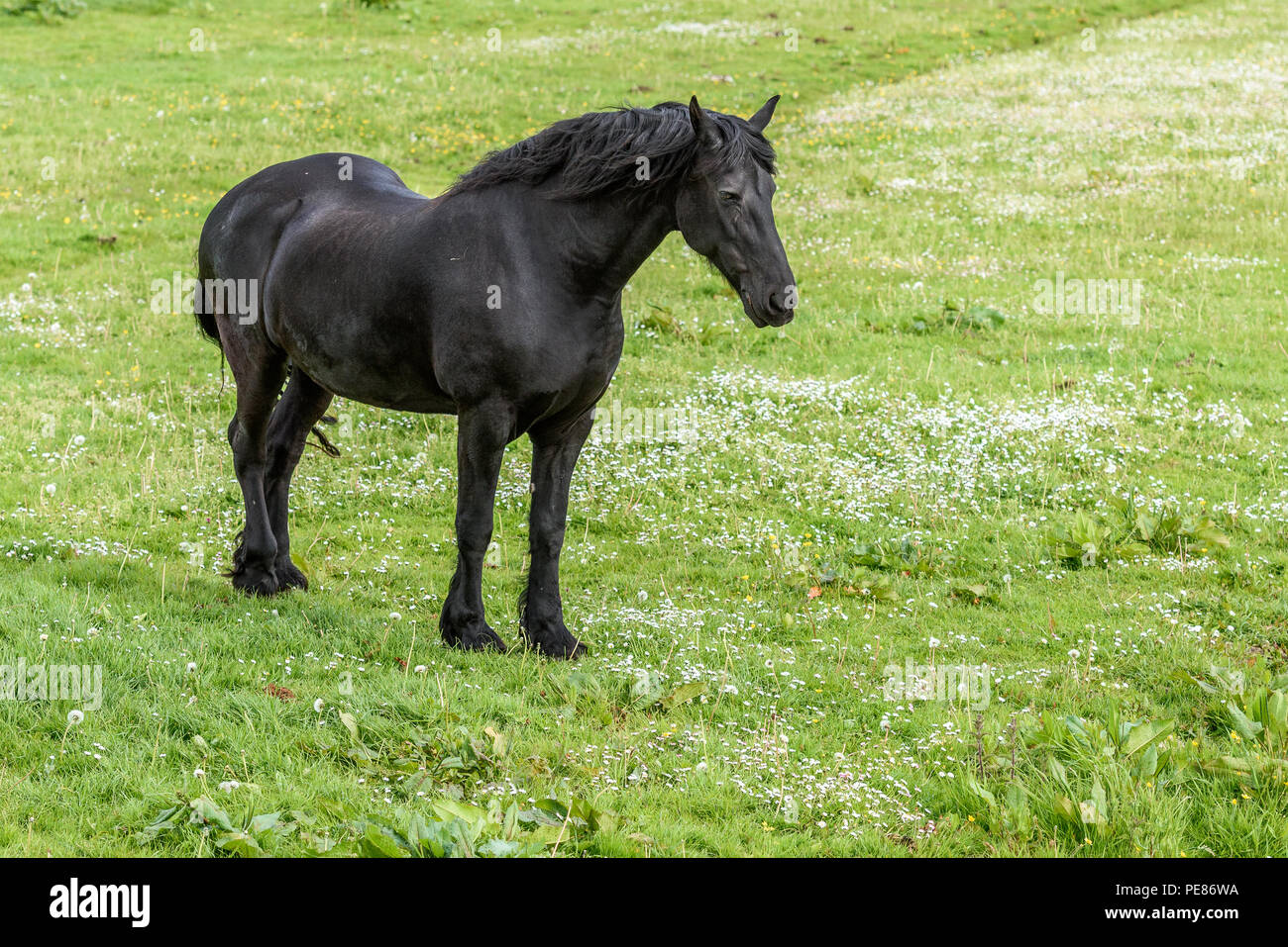 Un vecchio cavallo nero nel prato verde. Foto Stock