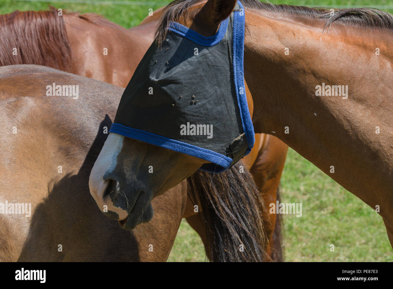 Fly maschera di protezione per i cavalli protegge in modo ottimale il cavallo contro gli insetti Foto Stock