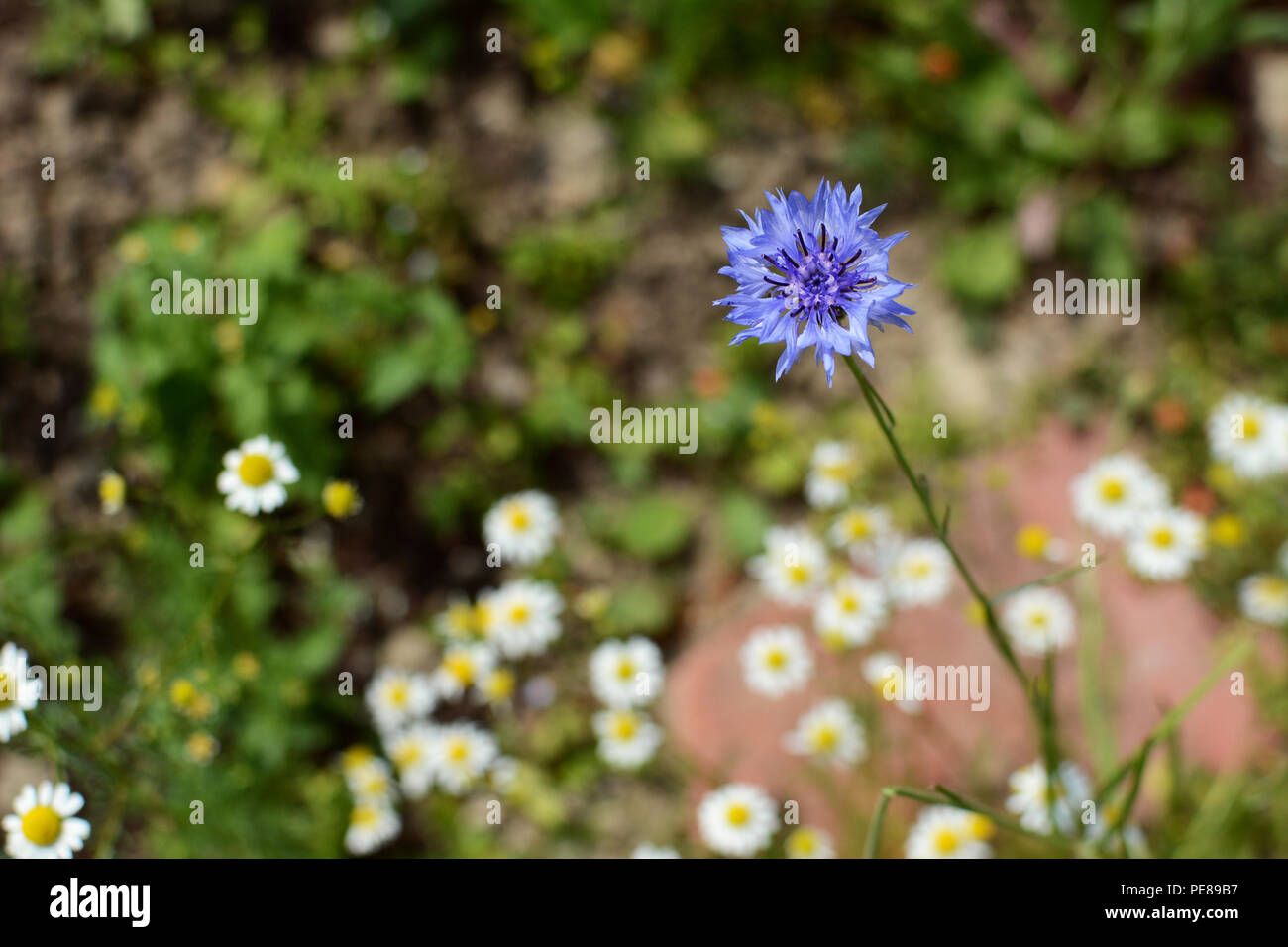 Unico colore blu fiordaliso - bachelors pulsante - fiori selvaggi contro uno sfondo di mayweed Foto Stock