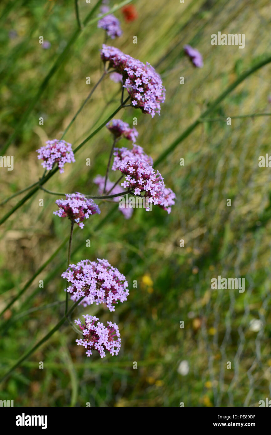Più rametti di verbena - purpletop vervain -, guarnita con minuscoli fiori viola Foto Stock