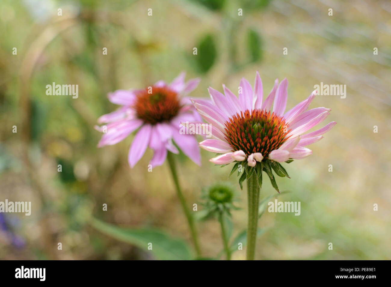 Due echinacea con fiori di colore rosa pallido e petali di colore arancione-rosso centri, contro un pallido sfondo verde Foto Stock