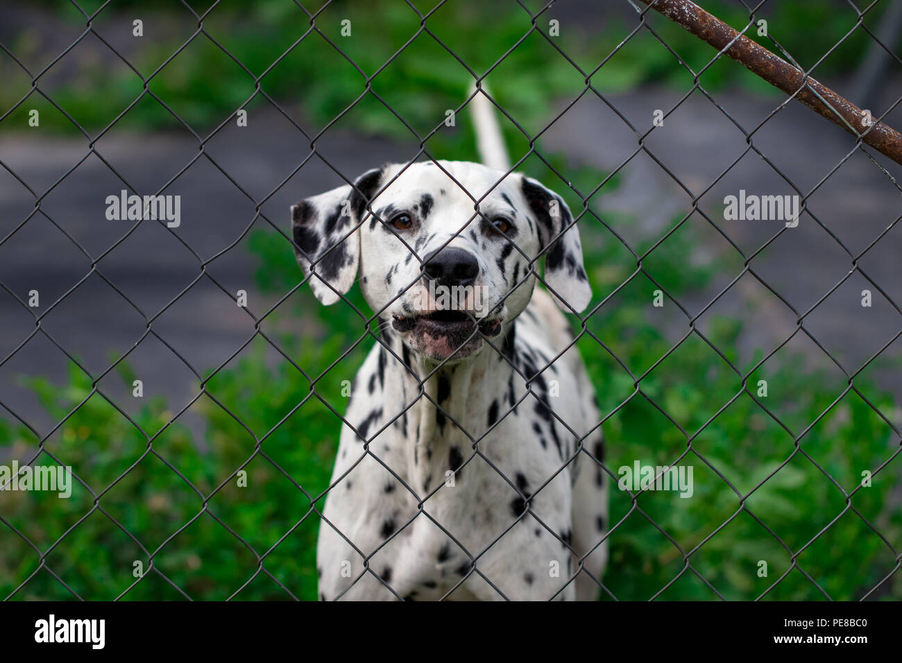 Cane dietro il recinto in gabbia guarda a volontà, la protezione degli animali. Foto Stock