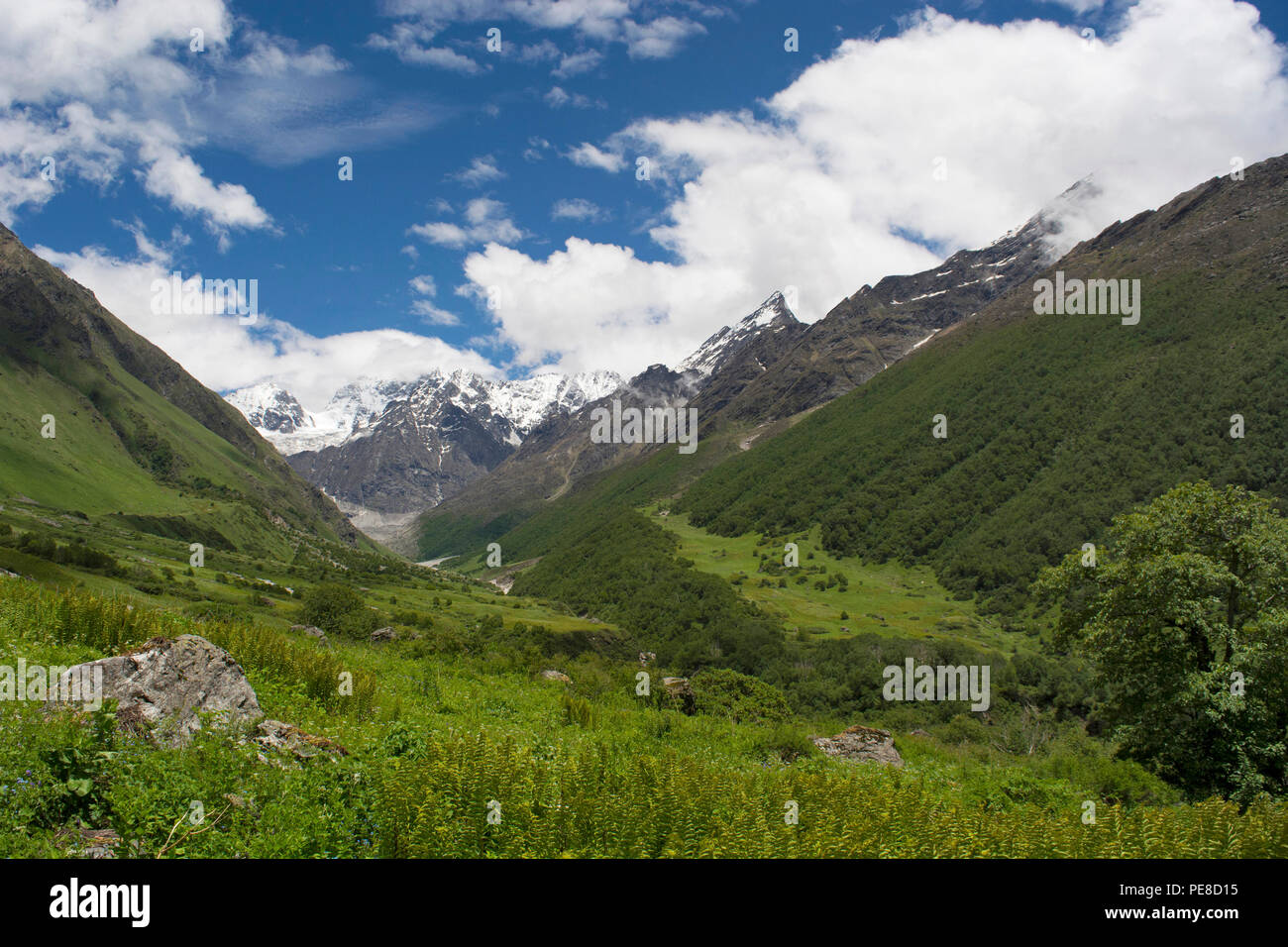 Paesaggio con sfondo di montagne, la Valle dei Fiori, Uttarakhand, India Foto Stock