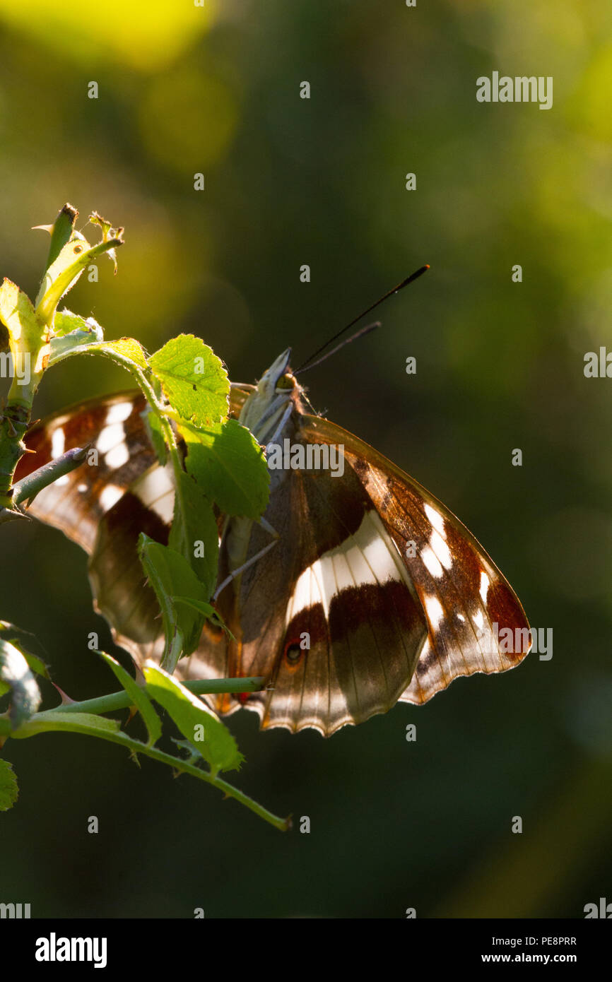 Viola imperatore butterfly ( Apatura isis)- femmina su ROSAIO .parte del progetto rewilding modifica fattoria di grano a specie ricca fattoria,beneficiando di specie come viola di Imperatori e tortore. Foto Stock