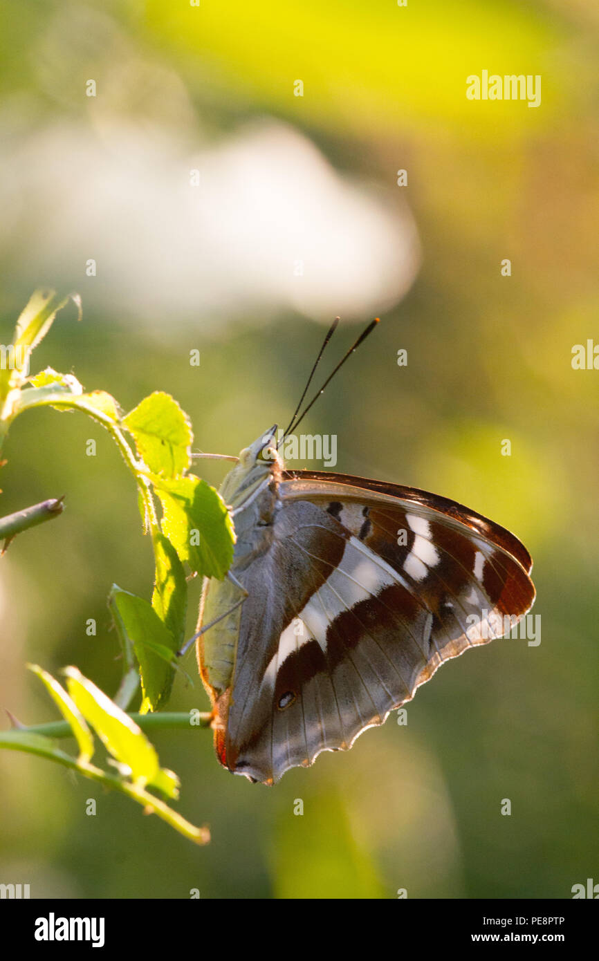 Viola imperatore butterfly ( Apatura isis)- femmina su ROSAIO .parte del progetto rewilding modifica fattoria di grano a specie ricca fattoria,beneficiando di specie come viola di Imperatori e tortore. Foto Stock