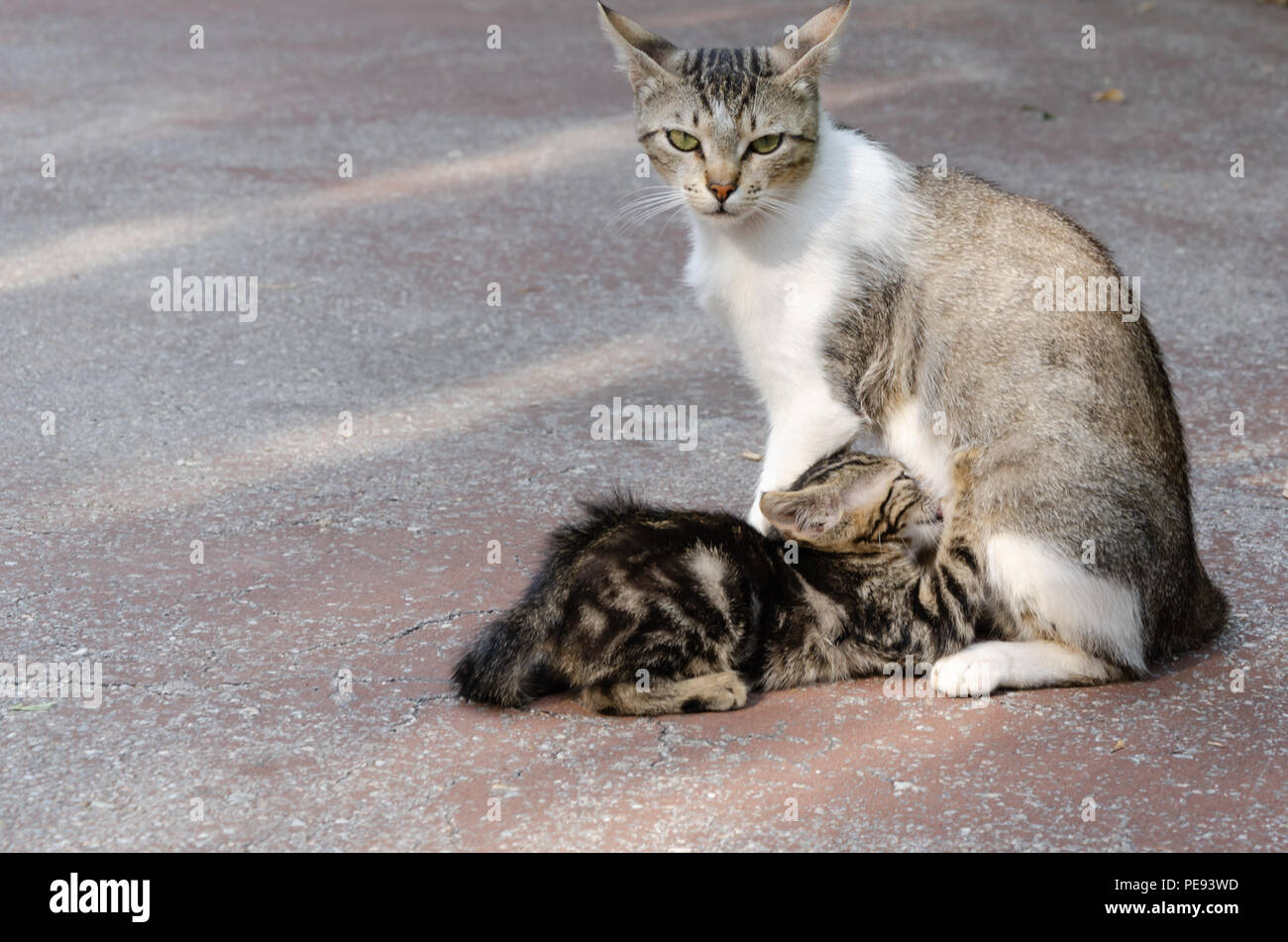 La madre gatto suckles il suo gattino e guarda la telecamera. Foto Stock