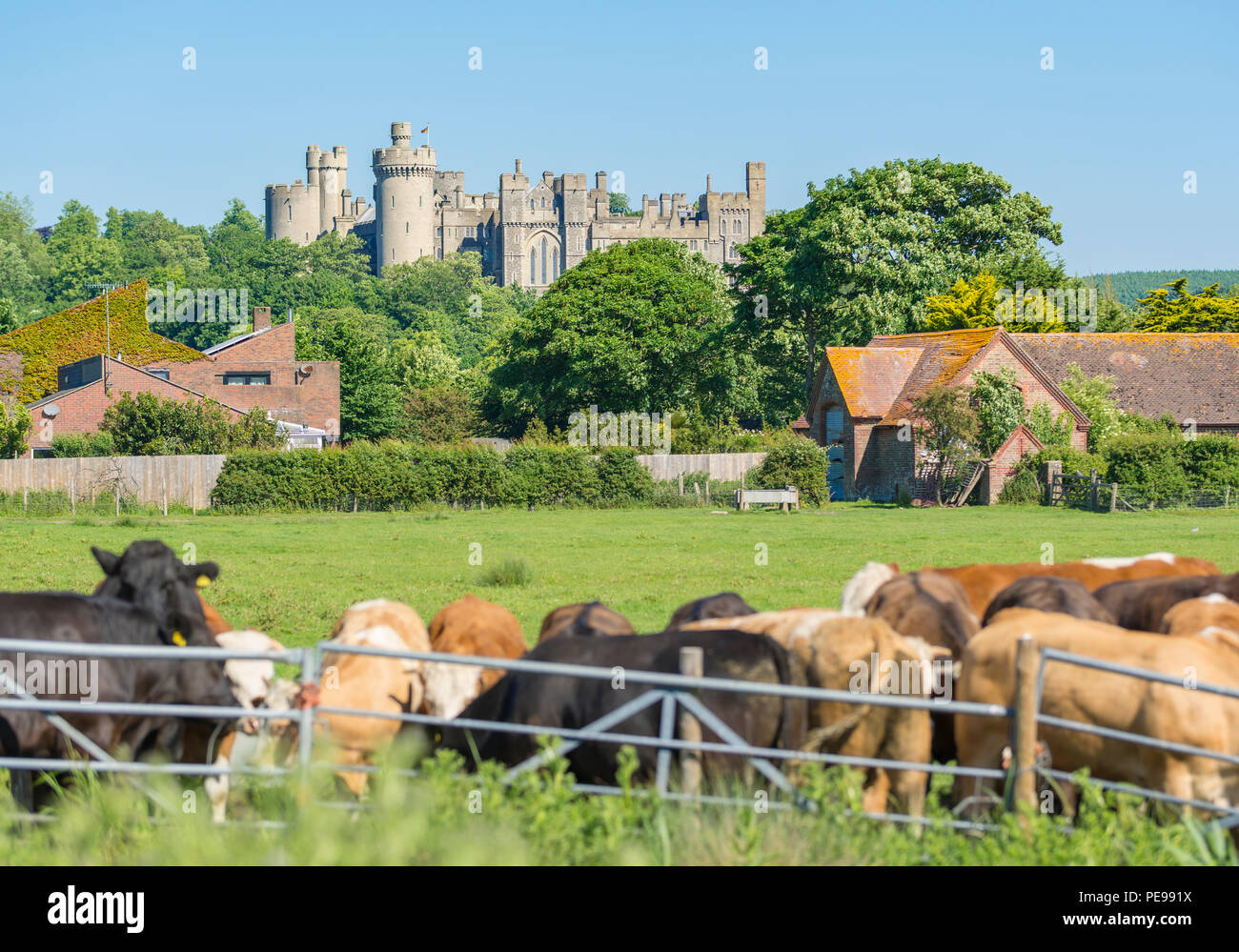 Arundel Castle nel Regno Unito countrside, da un campo di mucche in Arun Valley in Arundel, West Sussex, in Inghilterra, Regno Unito. British castello. Castle Regno Unito. Foto Stock