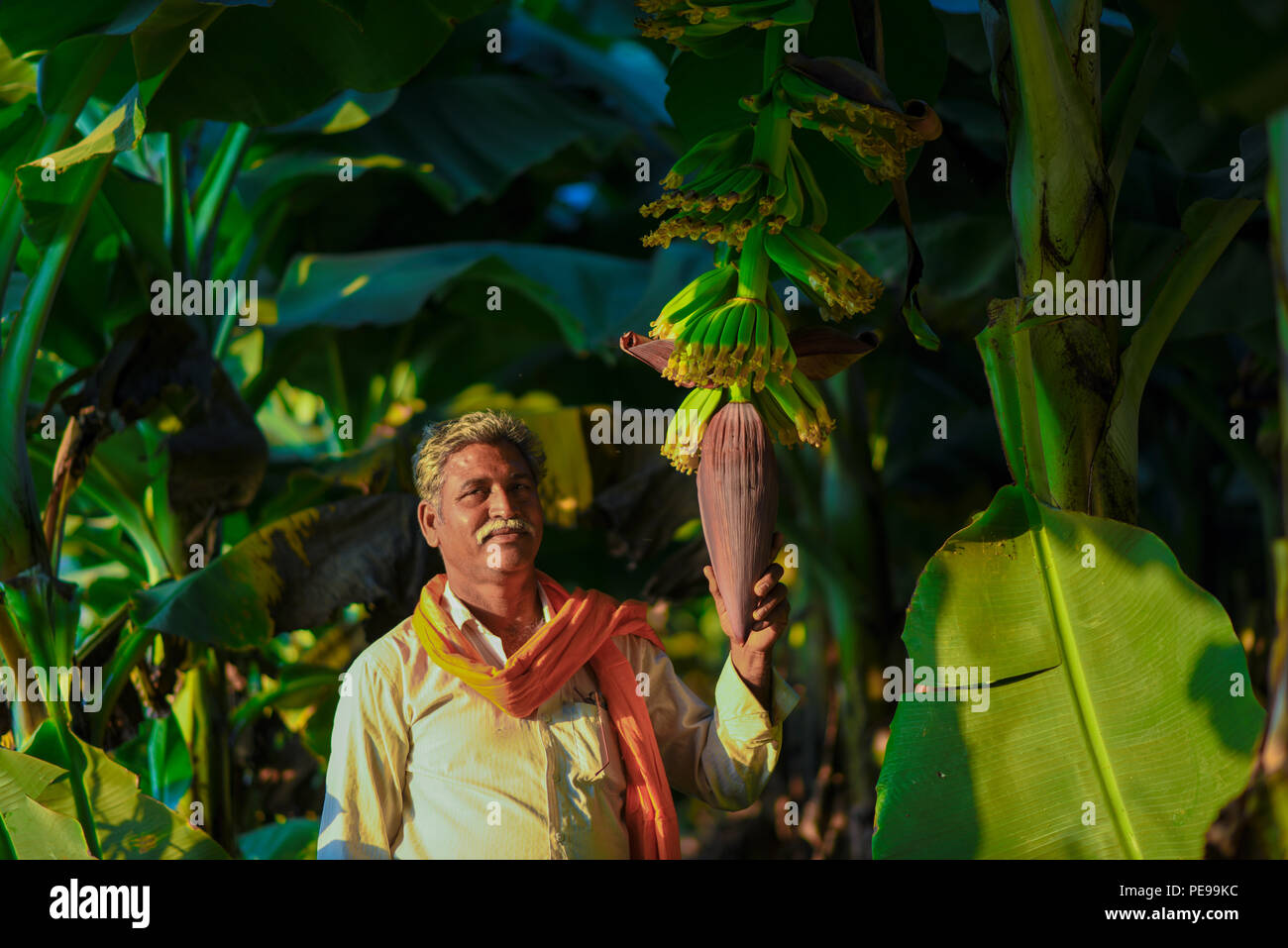 L'agricoltore indiano in fattoria a banana Foto Stock